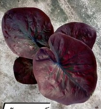 AUTHENTIC Caladium  Saturday 1 bulbs picture