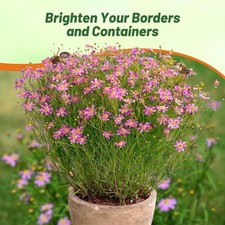 500 Seeds Coreopsis Rosea American Dream Xeriscape Garden Flower Seeds picture