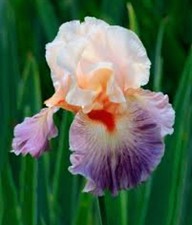10x MIXED VARIETIES/COLORS BEARDED IRIS Bulbs/Rhizomes FRESH picture