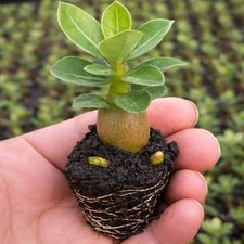 Desert Rose Adenium Obesum 6 Pack Rare Succulent Starter Seedlings picture