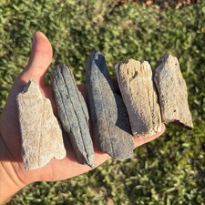 Megalodon Era Assorted Rib Bone Fossils picture