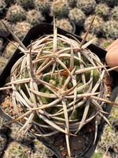 1Pieces 5-6cm Seedgrwoth Cactis Gymnocalycium hybopleurum Cactis Rare Planting picture