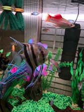 These are beautiful angel fish they come in a set of 4 picture