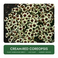 Cream-Red Coreopsis Live Plant Hardy Outdoor Garden Well Rooted picture