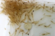 100+ live saltwater feeder Ghost Grass Shrimp picture