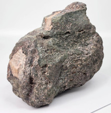 Camarasaurus Sauropod Caudal Vertebra Fossil - Personal Find - Morrison Fm. - CO picture