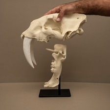 Sabertooth Skull Replica Life Size Smilodon Fossil Saber Tooth Tiger With Stand picture