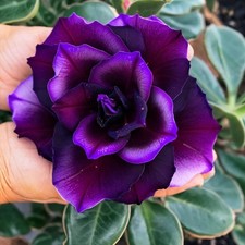 4  Mystery Desert Rose  Plants, all different colors 12 month plant 5