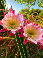 Peruvian Apple Queen of Night Blooming Cactus Rooted White /Rosy Pink baby plant picture