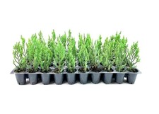 Blue Point Juniper | 2 Inch | Live Trees | Juniperus Chinensis | Evergreen picture