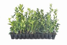 Needlepoint Chinese Holly | 20 Live 2 Inch Plants | Ilex cornuta | Hardy Shrub picture