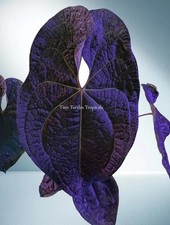 Anthurium Tezula AOS Dark form x Luxurians hybrid picture