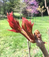 Live Organic Chinese Toona Sinensis 醇正浓香红油香椿树, 2- 3 years old picture