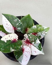 Caladium Green White Bulbs for Planting Tropical Garden Pack of 2 picture