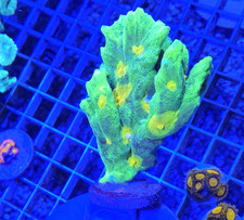 👽 WYSIWYG Space Invader Pectinia – Large Frag 👽 picture