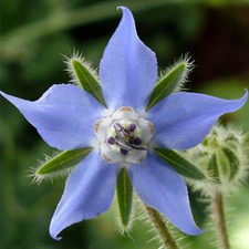 Borage Seeds | Heirloom / Non-GMO | | Herb Seeds | 1149 picture