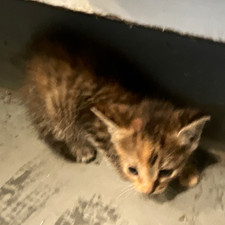 Small Tabby Kitten (Cat) - Photos of Tabby Kitten picture