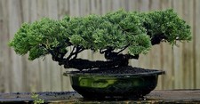 Japanes Juniper Bonsai In 13 Inch Plastic Oval Pot . 25 Year Old Beauty. picture