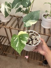 Monstera Thai Constellation 6
