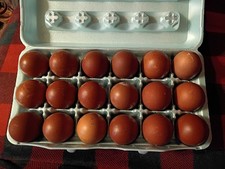 12+ French Black Copper Maran HATCHING Eggs L@@K Very Fertile  W@W picture