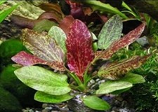 *BUY 2 GET 1 FREE* Red Rubin Sword Echinodorus Rubin Easy Live Aquarium Plants ✅ picture