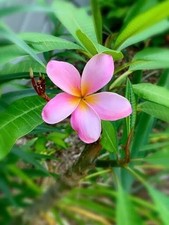Plumeria Frangipani Flowering Plant 20 Yellow, 20 Pink Outdoor (40 Pack) picture
