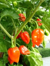 Habanero Pepper Seeds, SUPER HOT PEPPER, NON-GMO, Variety Sizes, picture