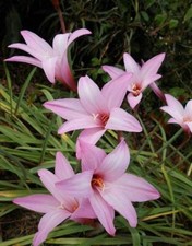 Rain Lily, Habranthus, 4 Larger bloom size bulbs,  Buy more, save more picture