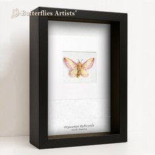 Rosy Maple Dryocampa Rubicunda Real Moth Framed Entomology Collectible Shadowbox picture