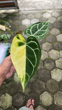 Real Picture Anthurium Clarinervium Variegated Rare Plant picture