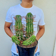Euphorbia horrida Noorsveldensis Cactus picture