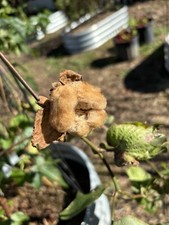 Cotton Organic Mississippi Brown Seeds Gossypium Garden Planting Non-GMO 25 Seed picture