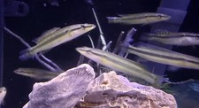 LIVE TROPICAL FISH-Zebra Pike Cichlid (Crenicichla zebrina) 3inchJuvenile picture