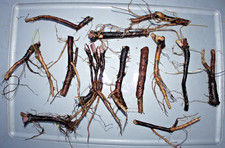Five Pieces Fresh Harvest Russian Organic Comfrey Roots for Planting New Plants picture