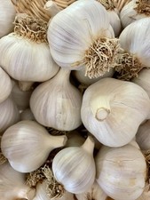 USDA Organic Persian Star Garlic Bulbs | Bold Gourmet Garlic | California Grown picture