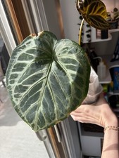 Anthurium SKG Red Crystal x Pink Lemonade | Rooted Exact Plant picture