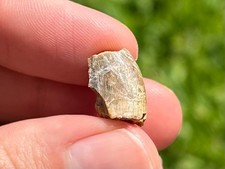 Theropod Dinosaur Tooth Fossil Mesaverde Formation Raptor / Juvenile Tyrannosaur picture