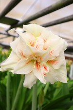 New 2024 Original Hippeastrum cv. 'Diana Dream'  1bulb picture