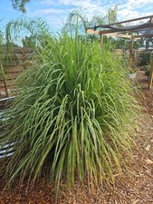 5 Lemongrass Stalks Plugs Live Cymbopogon Plant Healthy Herb Lemon Grass Organic picture