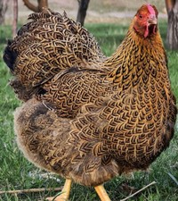 12+ Rare Breed Chicken Fertile Hatching Eggs, Wyandotte, Sweddish Flower picture