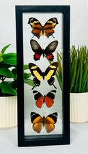 Real Butterflies: 5 Amazon Butterflies in a double glass (5M002) picture