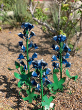 SET OF THREE Handmade Metal Bluebonnets - Home, Patio and Garden Decor picture