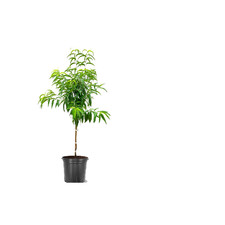 American Plant Exchange Peach Tree Pot Fruit-Bearing Tree Cold-Hardy Yellow picture