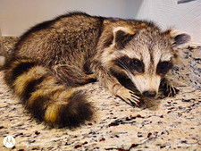 Raccoon Soft Mount Posable Small Animal Taxidermy picture