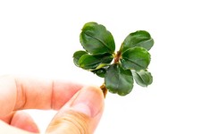 30 Random Bucephalandra Plants - Rare Live Aquarium Buce Collection Shrimp Safe picture