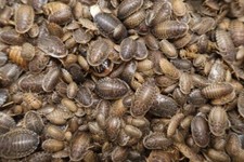 Dubia Roaches picture