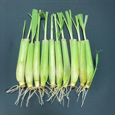 10-Pack Lemon Grass Live Plants (7–10 Inches Tall) Hydroponic Rooted Lemongrass picture