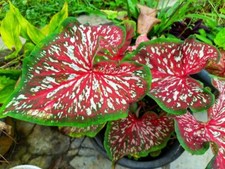 2 Carolyn Whorton Caladium Bulbs for Planting - 2 Bulbs picture