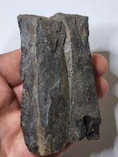 Large Dark Tyrannosaur Limb Dinosaur Fossil T-Rex Nanotyrannus Hell Creek Ref084 picture