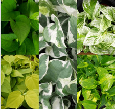 20 Cuttings 4type Marble Queen Snow , Golden , Green ,  Neon pothos live plant picture